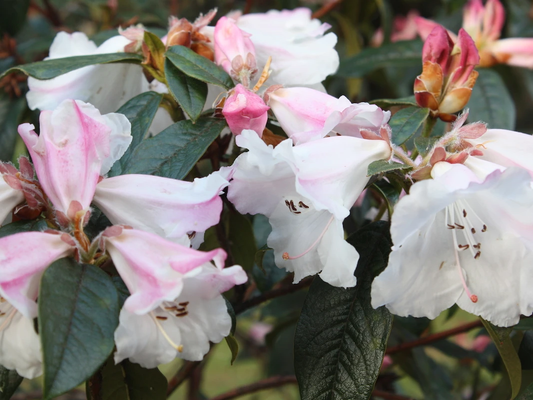 Fragrantissimum